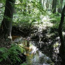 Niedersachsen: Jagdbefriedung in Biotop "Rüm Hart"