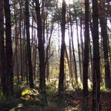 Niederbayern: Vier Waldgrundstücke jagdfrei