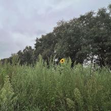 Niedersachsen: 1,4 Hektar Grundstück jagdfrei!