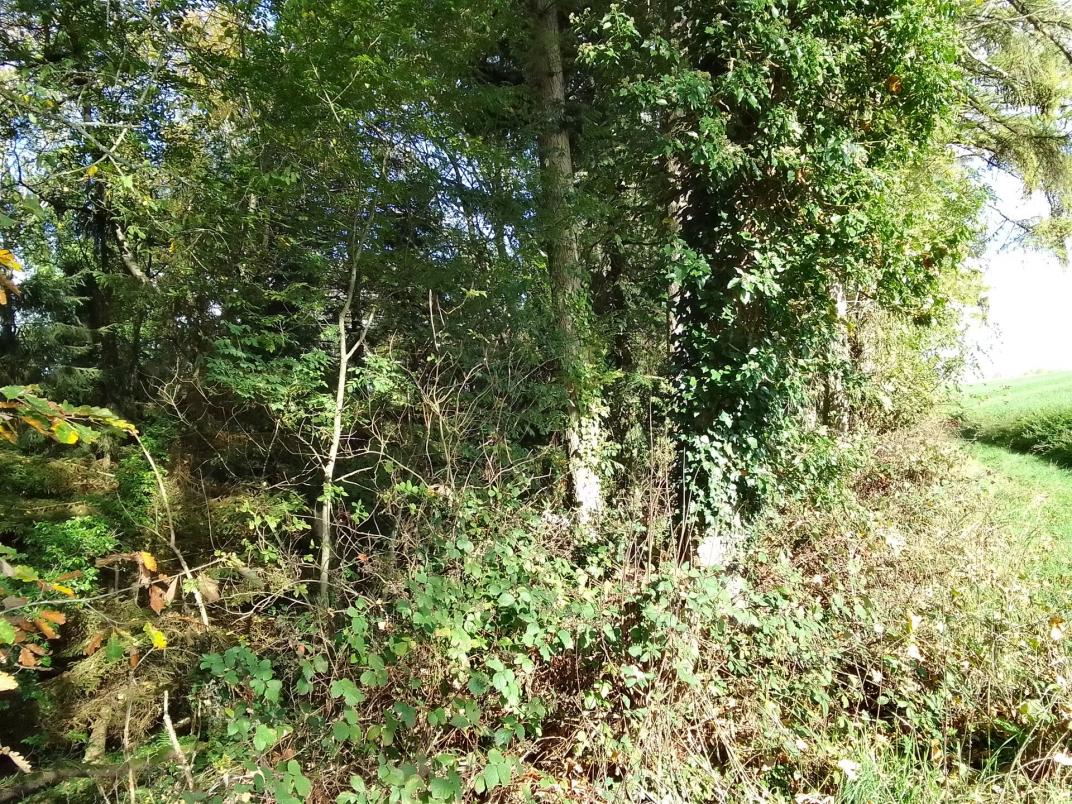 Eingang zur Winzler Wildnis _ BS