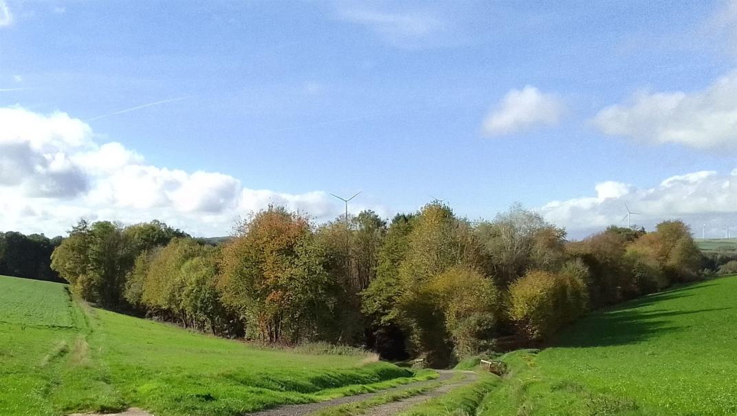 Wildnis inmitten einer Agarwüste